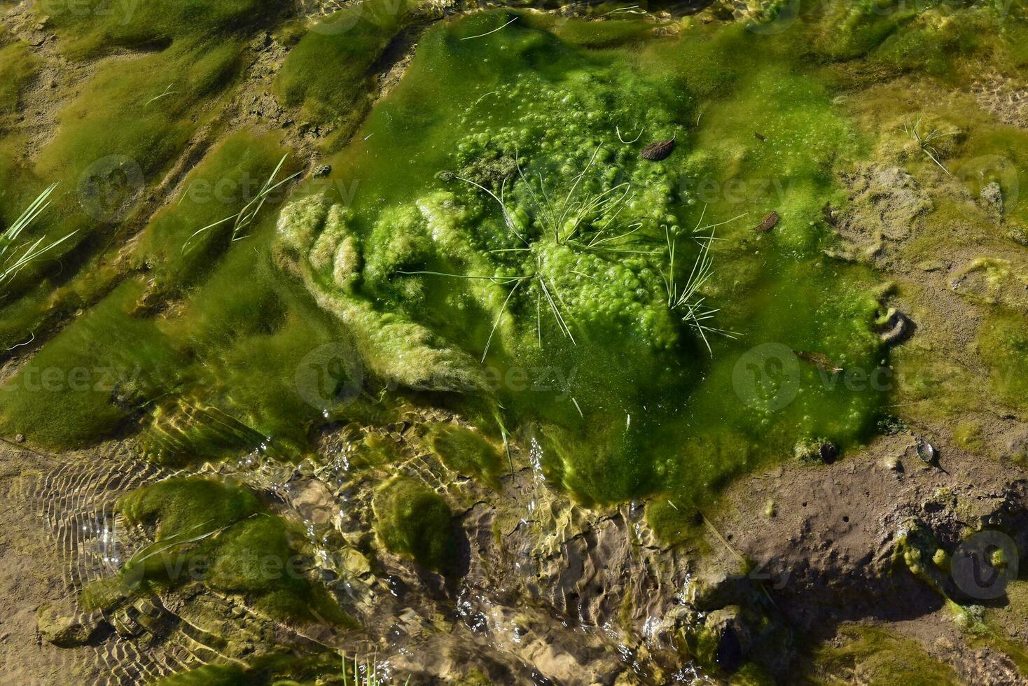 Green algae in aquatic environment , Patagonia, Argentina. photo