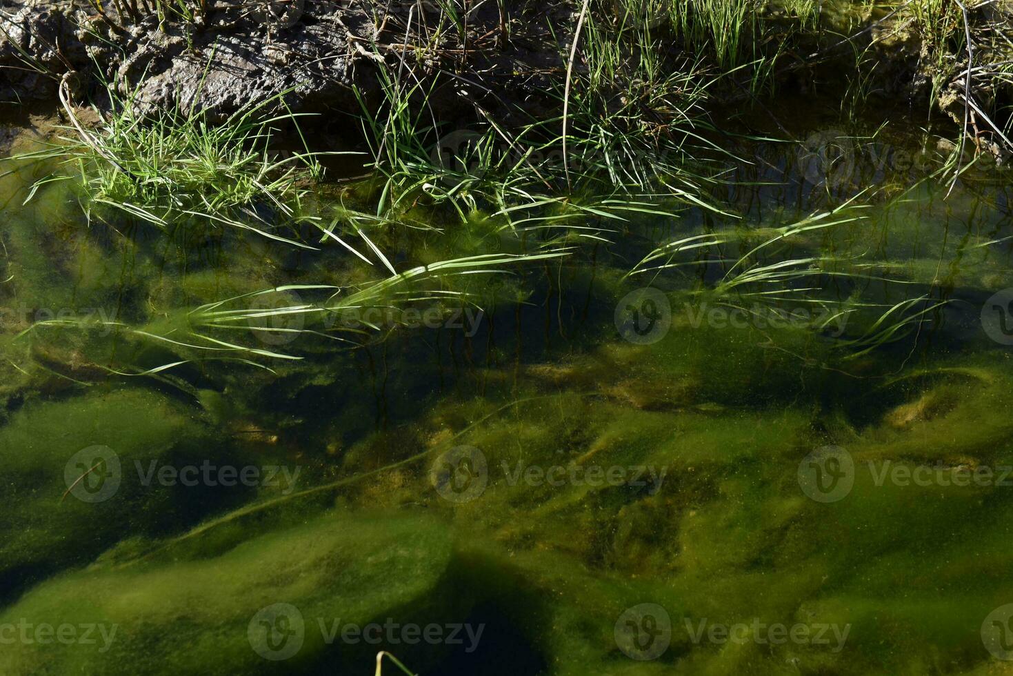 Green algae in aquatic environment , Patagonia, Argentina. photo