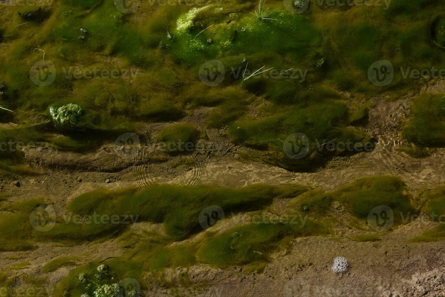 verde algas en acuático ambiente , Patagonia, argentina. foto