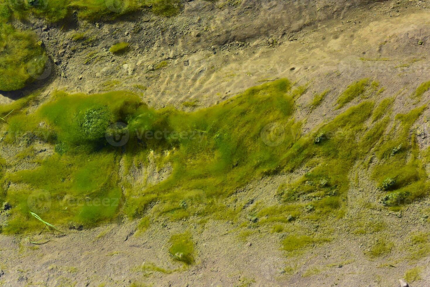 Green algae in aquatic environment , Patagonia, Argentina. photo