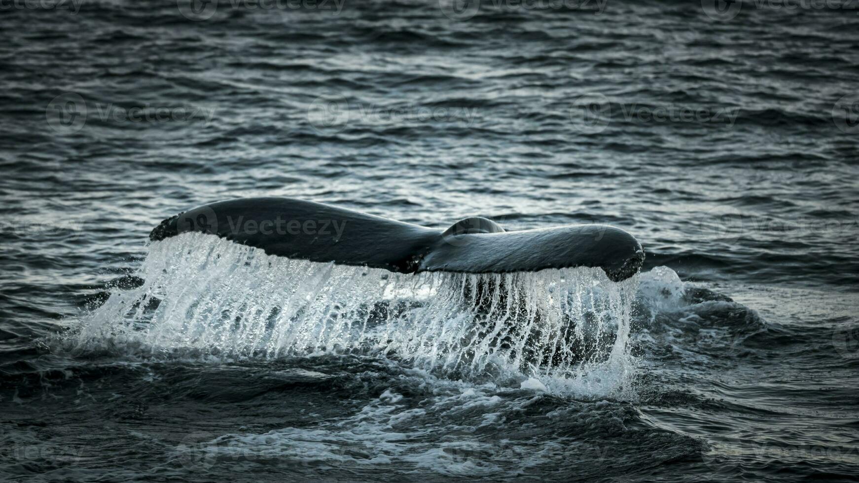 Humpback whale diving,Megaptera novaeangliae,Antrtica. photo