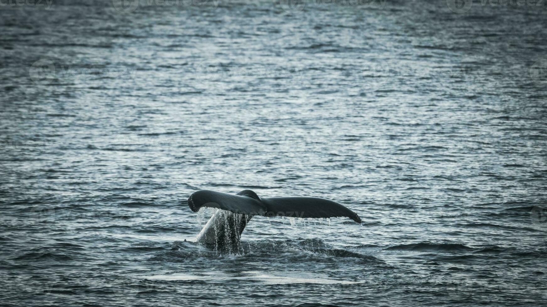 Humpback whale diving,Megaptera novaeangliae,Antrtica. photo