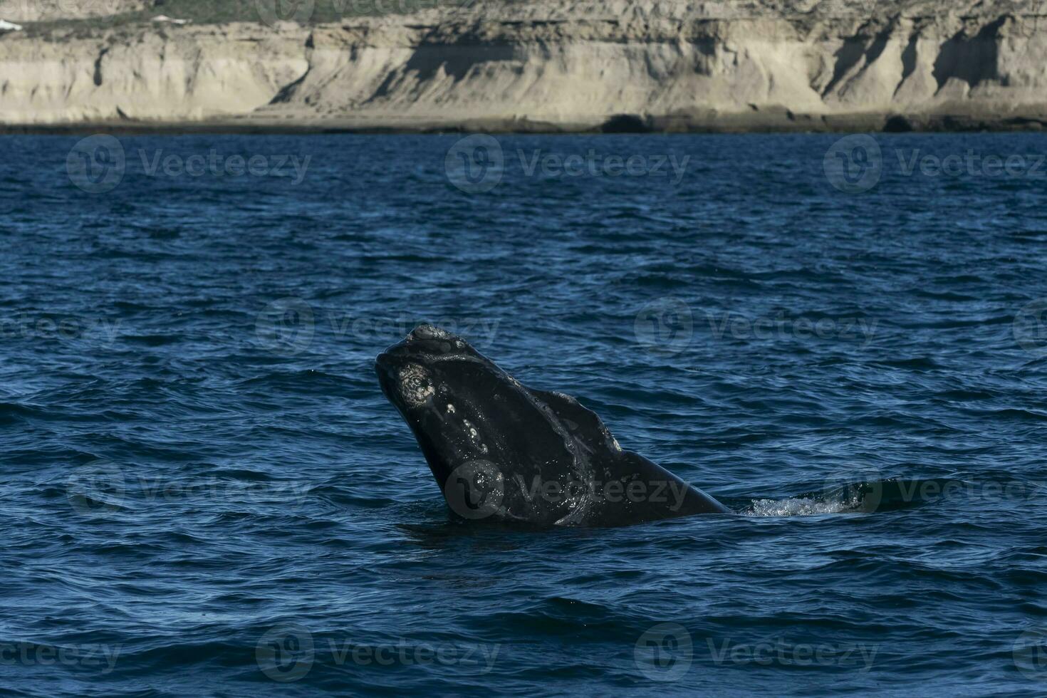 Sohutern right whales in the surface, Peninsula Valdes, Patagonia,Argentina photo