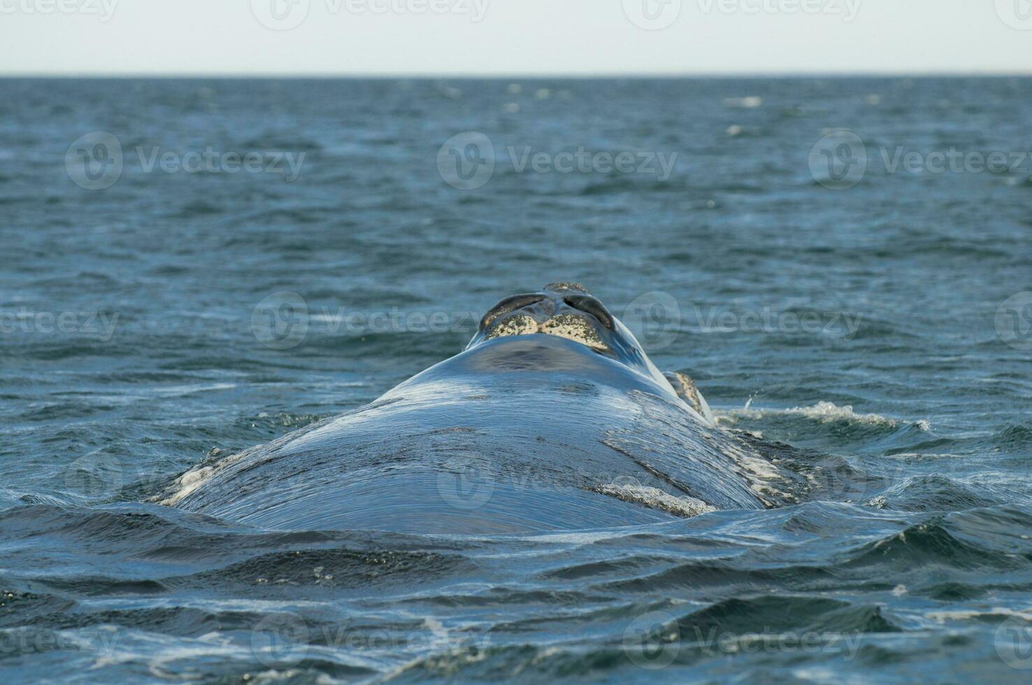 Southern Right whale breathing on the surface, Peninsula Valdes Patagonia , Argentina photo