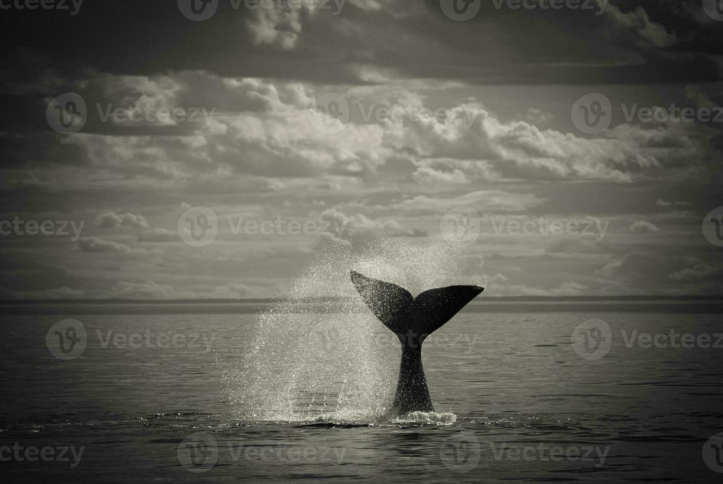 Southern Right whale tail , Peninsula Valdes Patagonia , Argentina photo