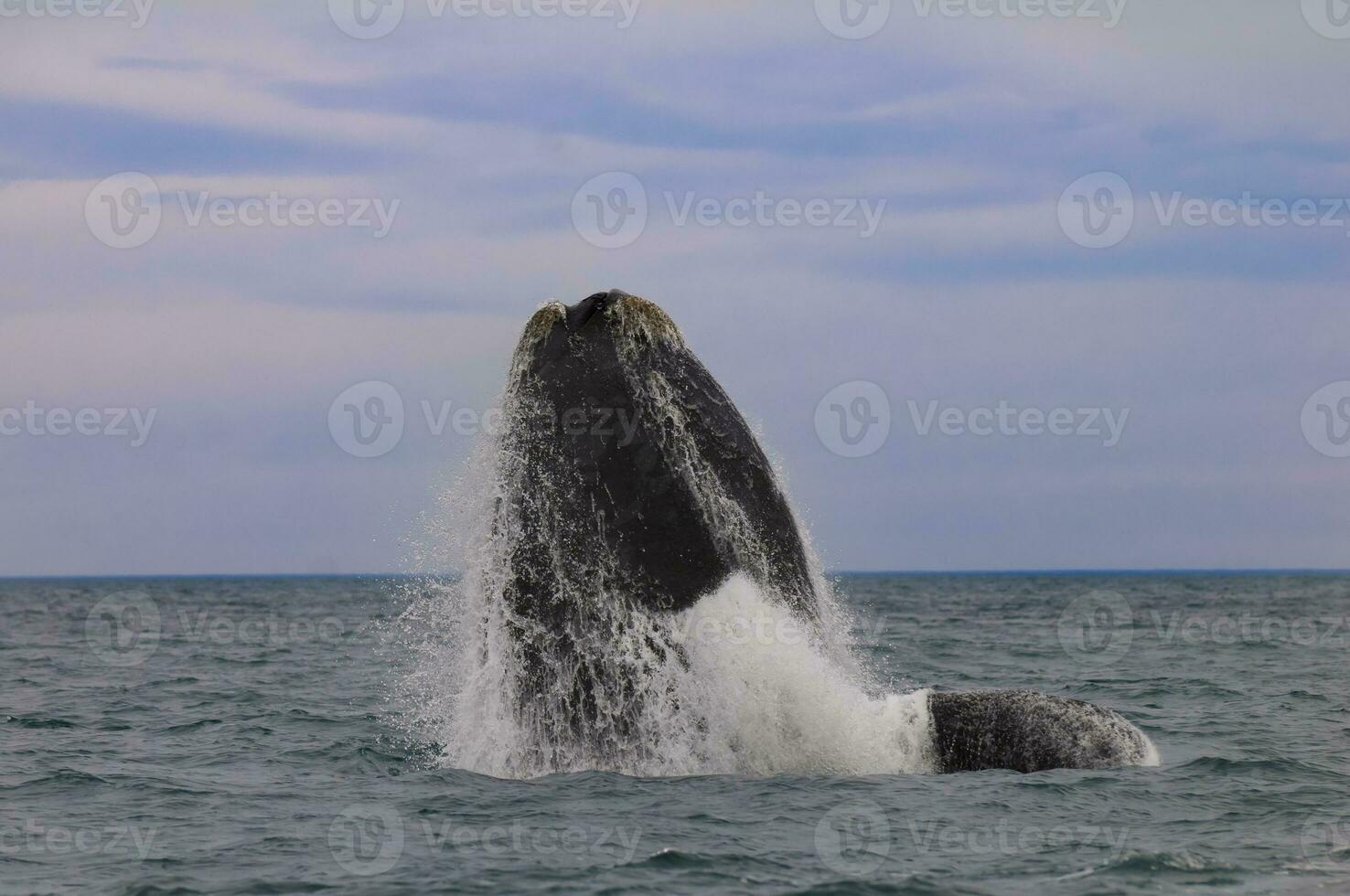 Southern Right whale jumping , Peninsula Valdes Patagonia , Argentina photo