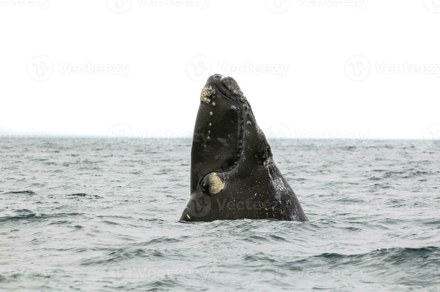 Southern Right whale jumping , Peninsula Valdes Patagonia , Argentina photo