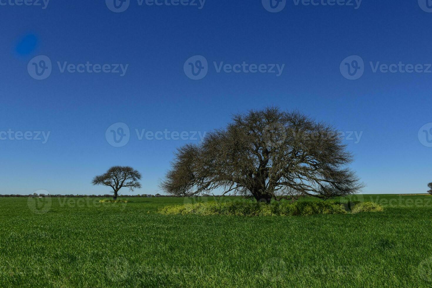 Pampas tree landscape, La Pampa province, Patagonia, Argentina. photo