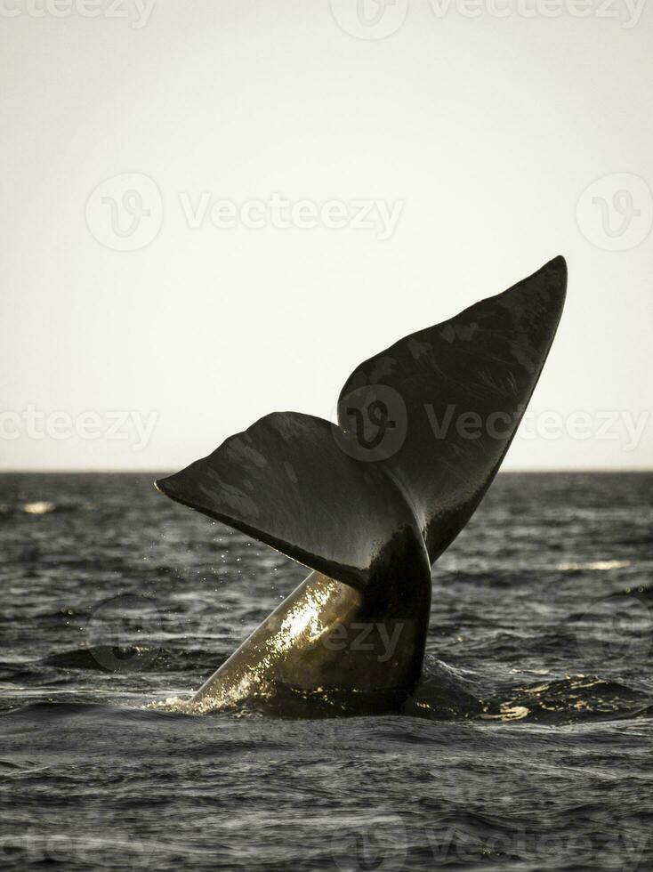 Sohutern right whale tail lobtailing, endangered species, Patagonia,Argentina photo