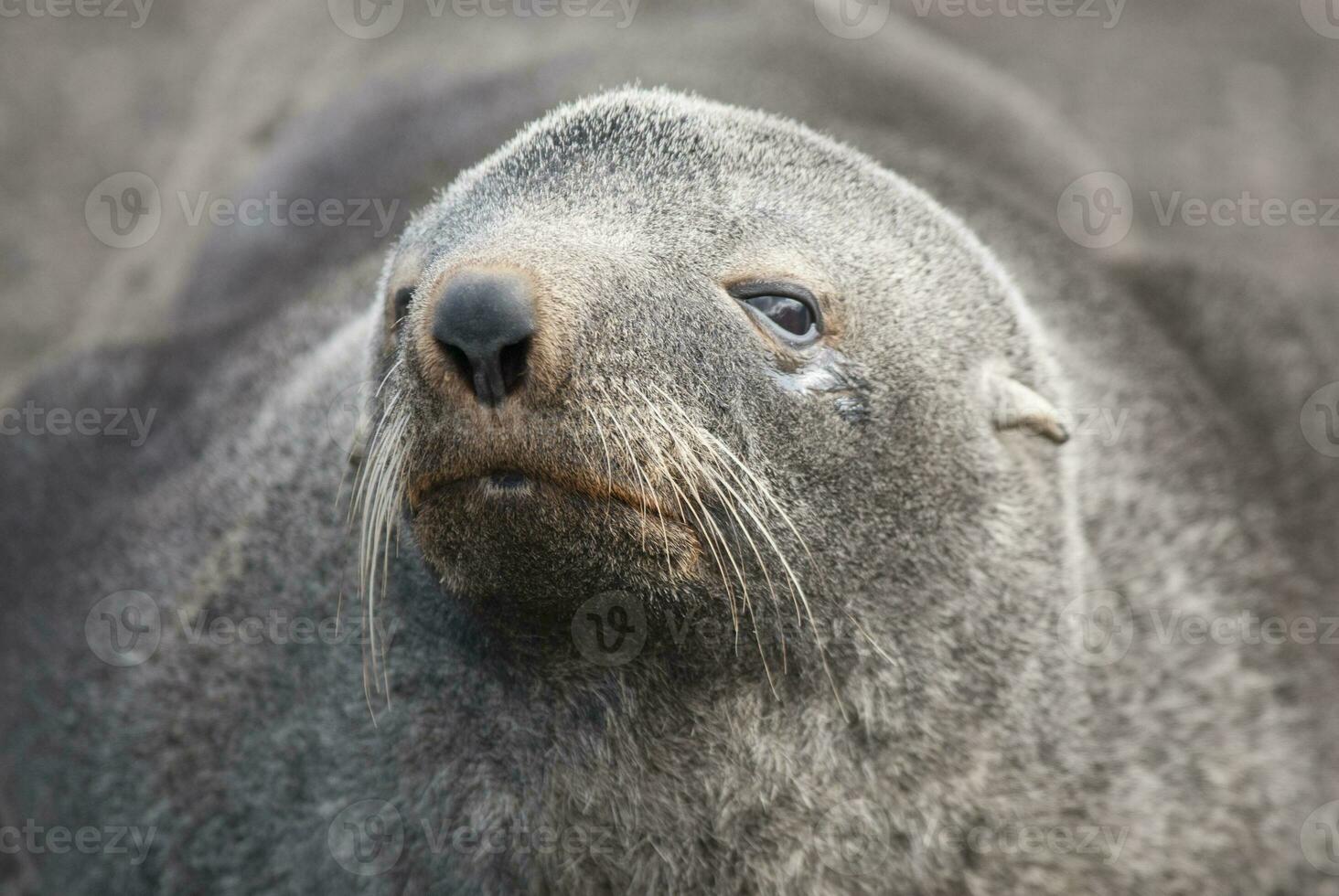 Antarctic fur sealArctophoca gazella, an beach, Antartic peninsula. photo