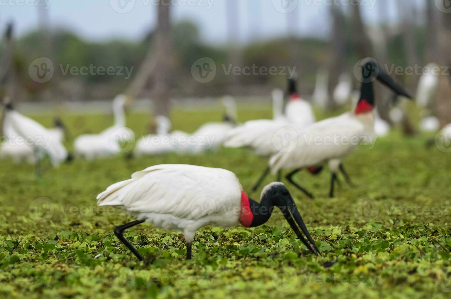 jabiru cigüeña, en humedal ambiente, la estrella pantano, Formosa provincia, argentina. foto