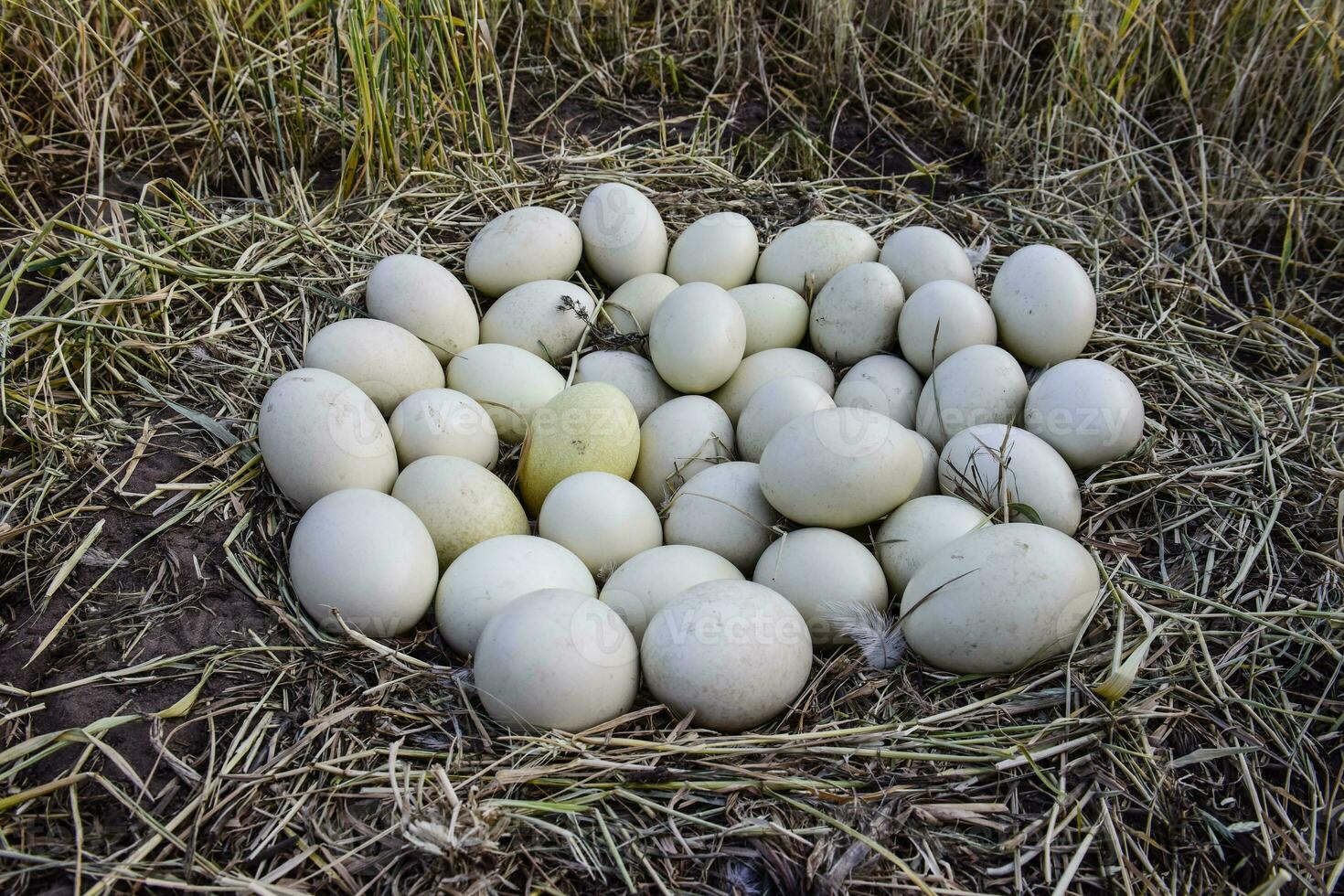 Greater rhea eggs in nest, Patagonia, Argentina photo