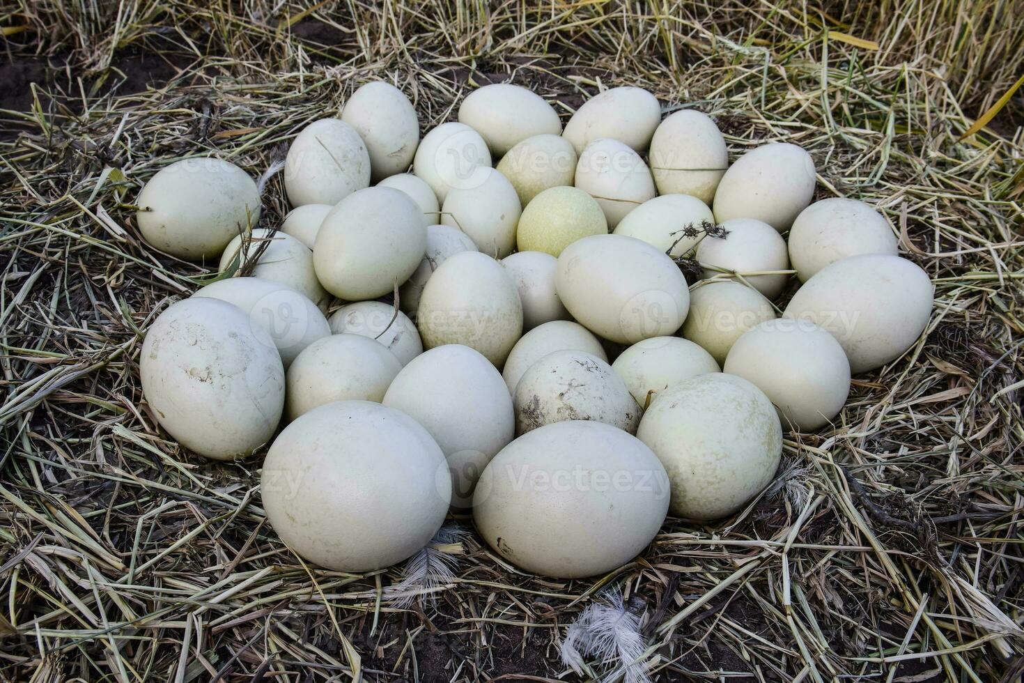 Greater rhea eggs in nest, Patagonia, Argentina photo