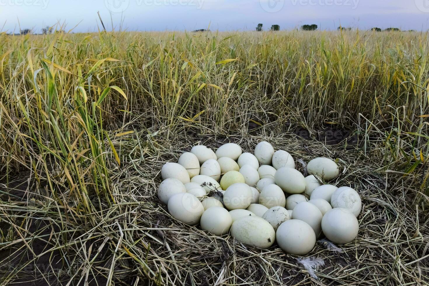 Greater rhea eggs in nest, Patagonia, Argentina photo