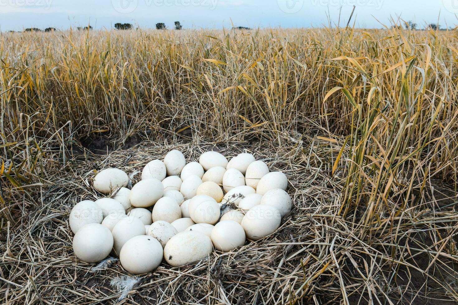 Greater rhea eggs in nest, Patagonia, Argentina photo
