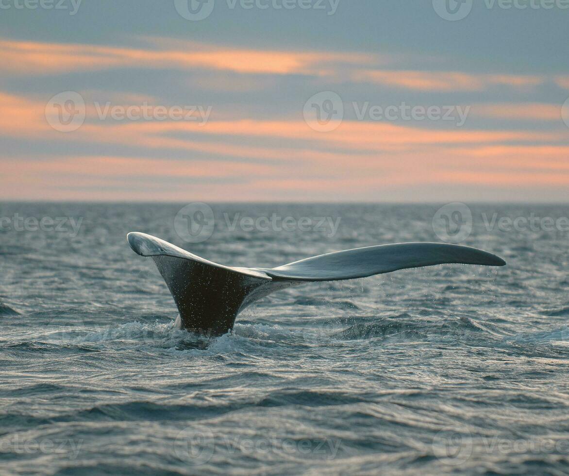 Whale tail fluke, Patagonia, Argentina photo