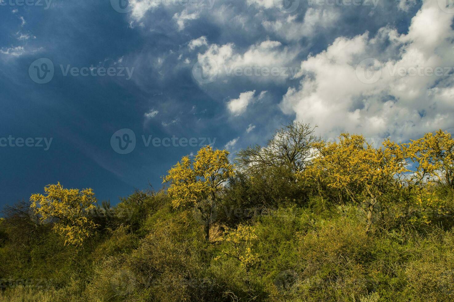 Chaar tree in Calden forest, bloomed in spring,La Pampa,Argentina photo