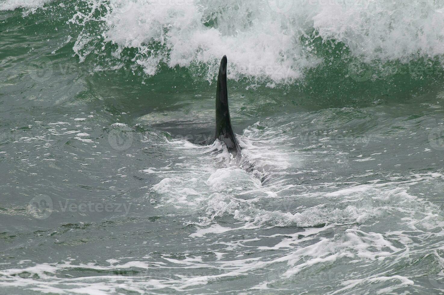 Killer whale hunting sea lions on the paragonian coast, Patagonia, Argentina photo