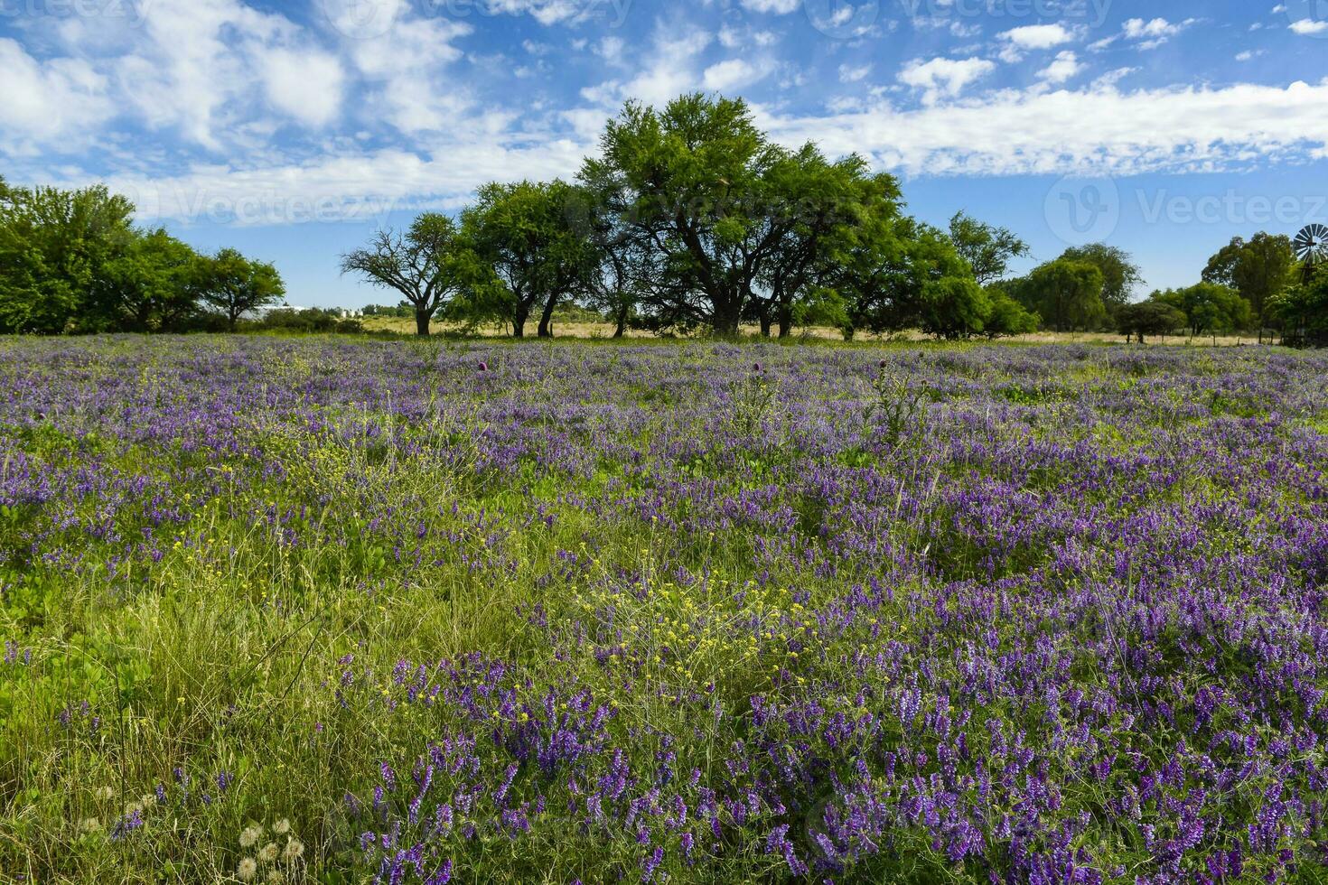 Flowered field in summer time landscape, La Pampa province, Patagonia, , Argentina. photo
