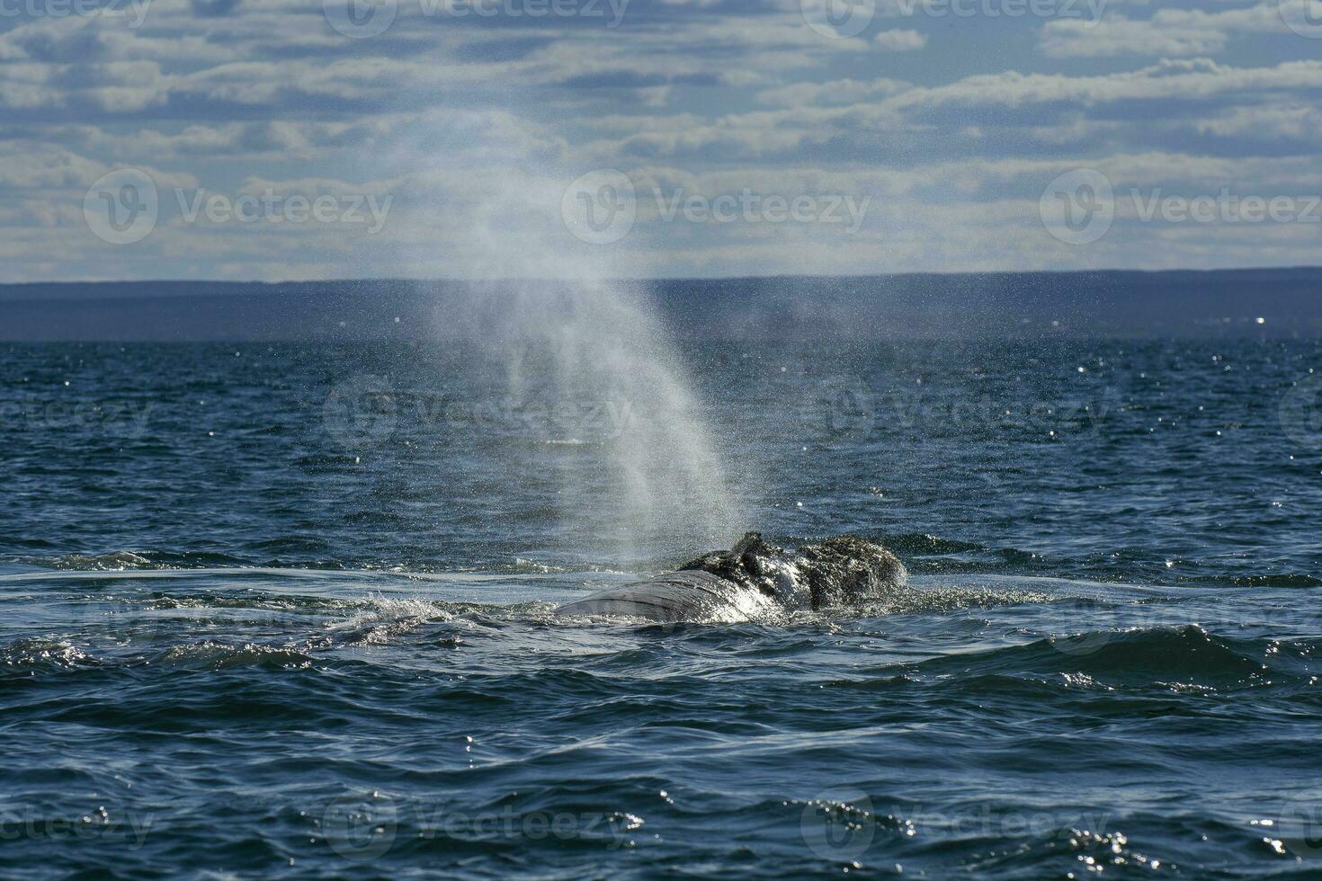 Sohutern Derecha ballena respiración en el superficie, península Valdés, la unesco mundo patrimonio sitio, patagonia,argentina foto