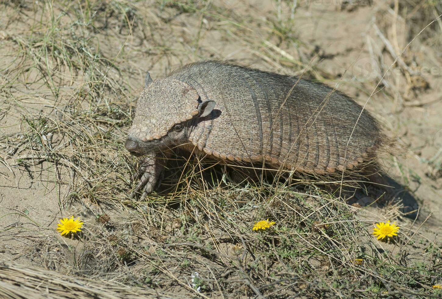 Armadillo in  desert environment, Peninsula Valdes, Patagonia, Argentina photo