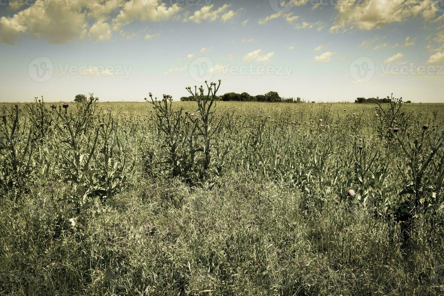 Flowery summer landscape photo