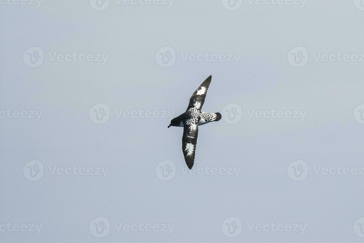 Cape Petrel, Antartic bird, Antrtica photo