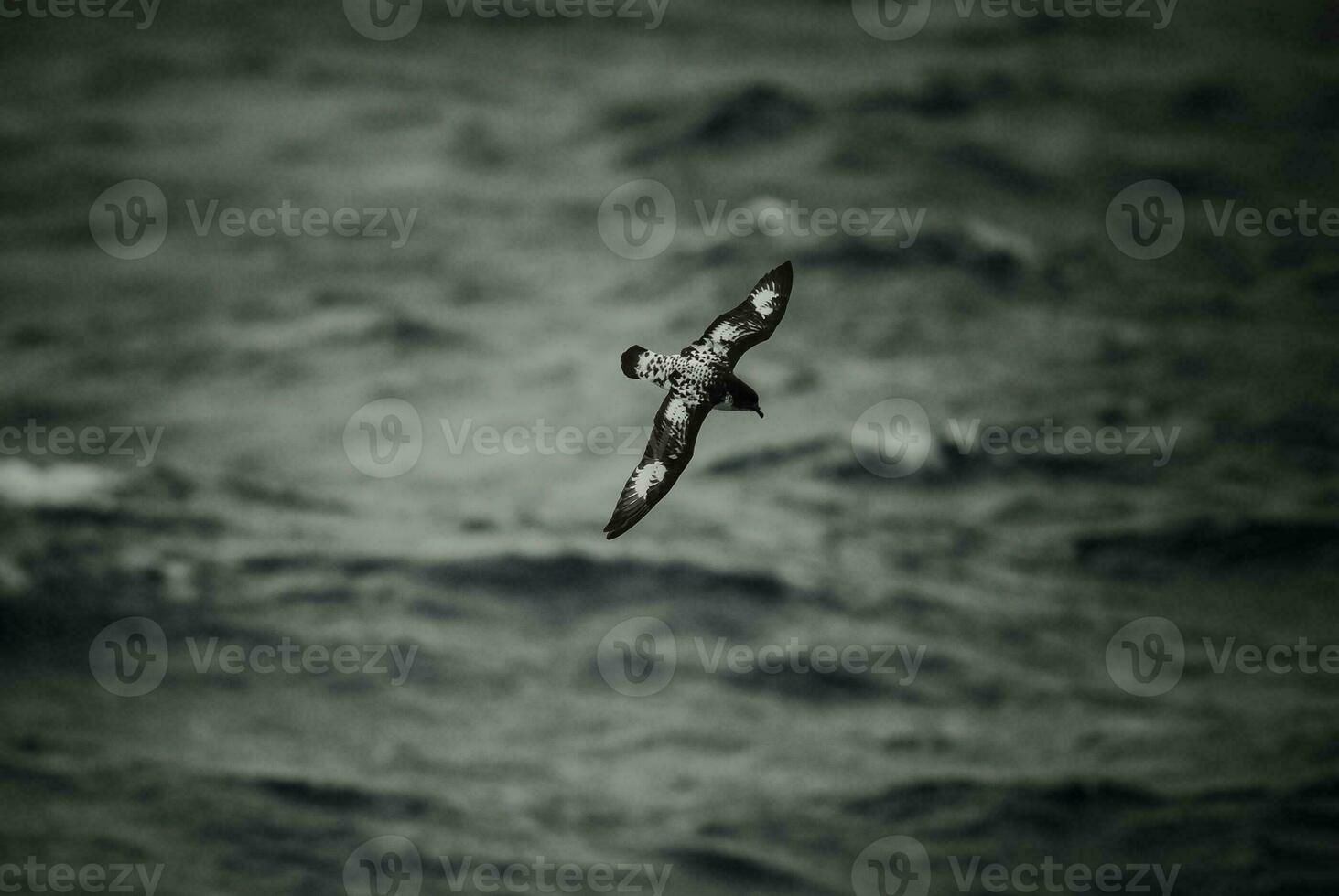 Cape Petrel, Antartic bird, Antrtica photo