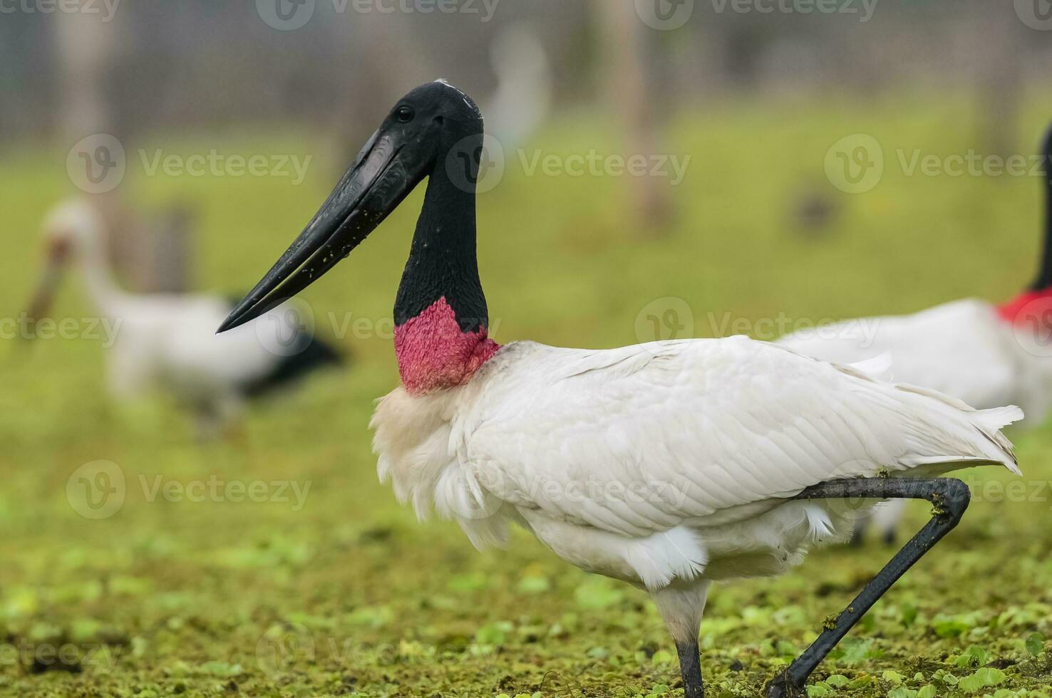 jabiru cigüeña, en humedal ambiente, la estrella pantano, Formosa provincia, argentina. foto