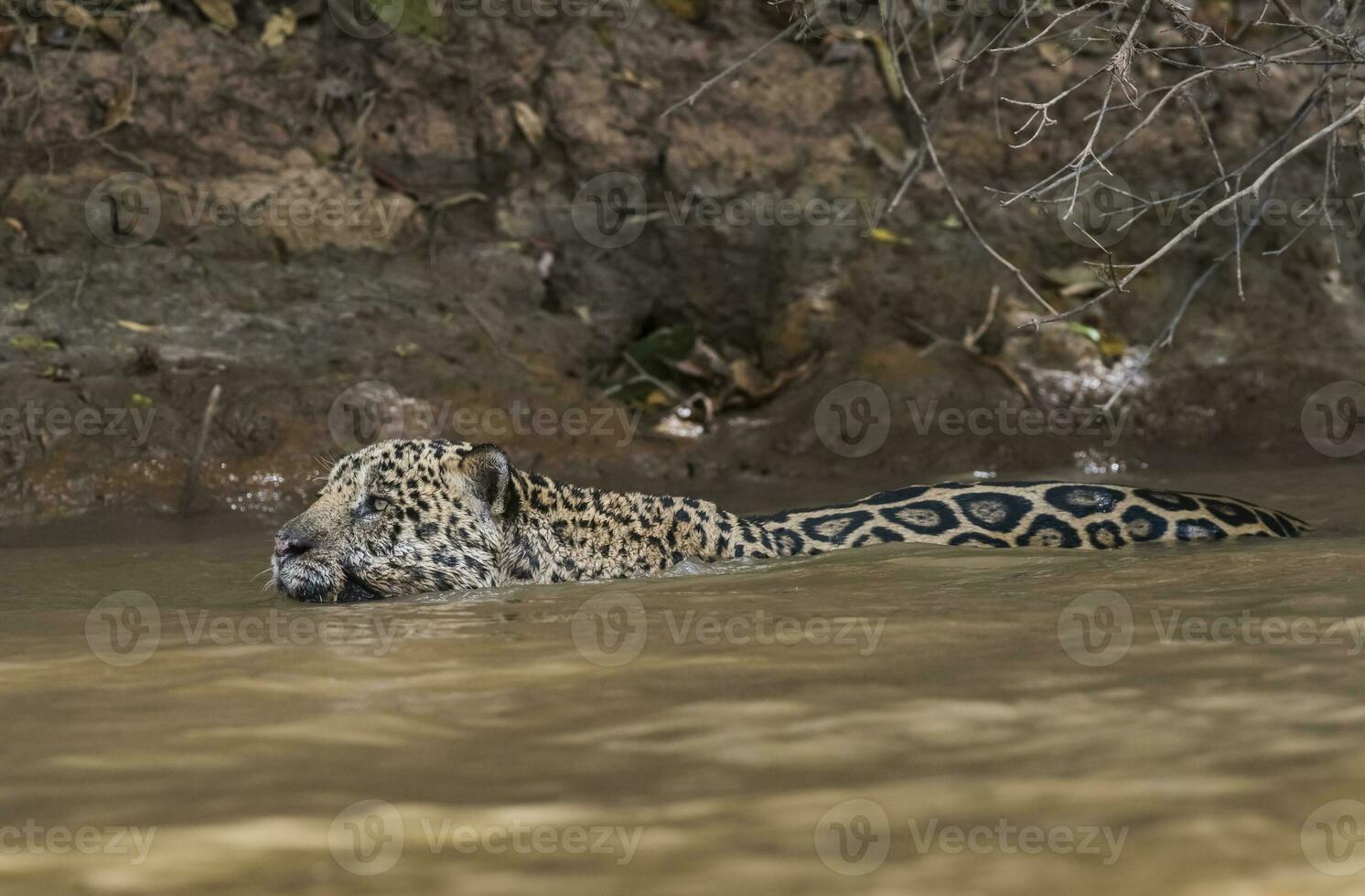 Jaguar swimming in the Cuaiaba river ,Pantanal,Mato Grosso,Brazil photo
