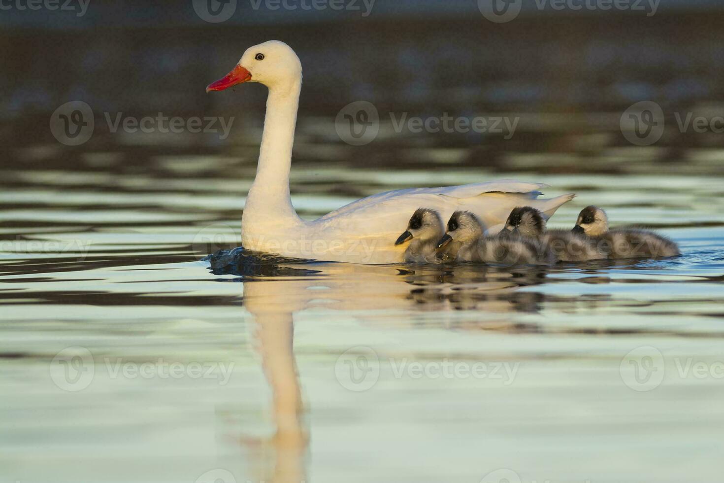 Coscoroba swan with cygnets swimming in a lagoon , La Pampa Province, Patagonia, Argentina. photo
