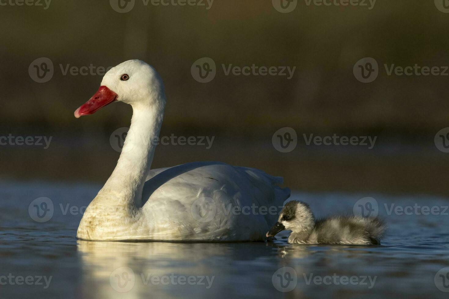 Coscoroba swan with cygnets swimming in a lagoon , La Pampa Province, Patagonia, Argentina. photo