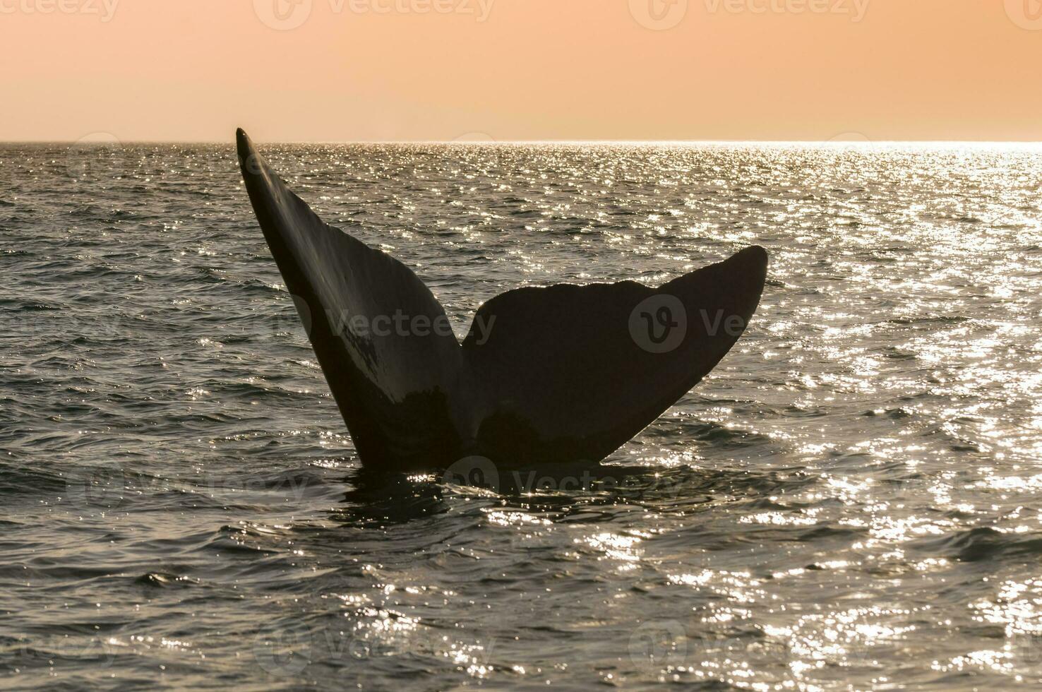 Whale tail out of water, Peninsula valdes,Patagonia,Argentina. photo
