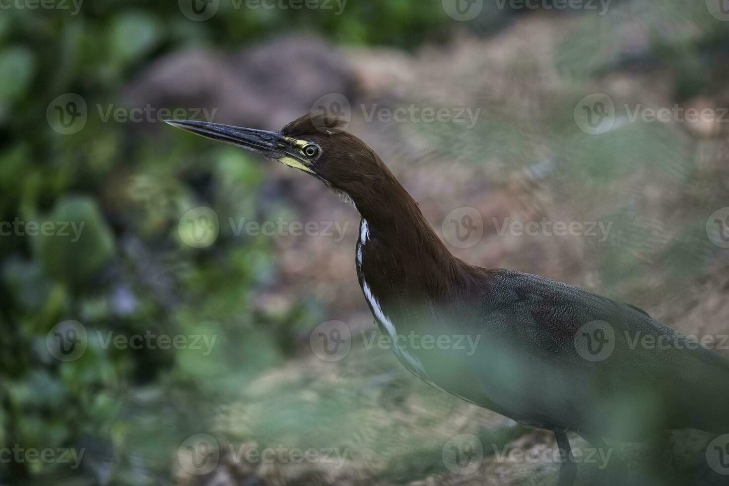 Rufescent Tiger Heron, Tigrisoma lineatum. Pantanal, Mato Grosso, Brazil. photo