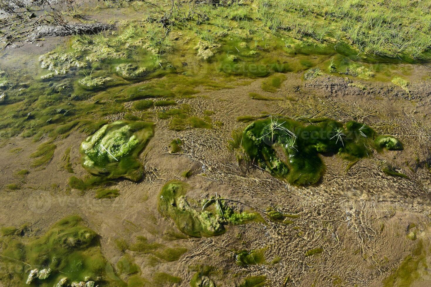 Green algae in aquatic environment , Patagonia, Argentina. photo