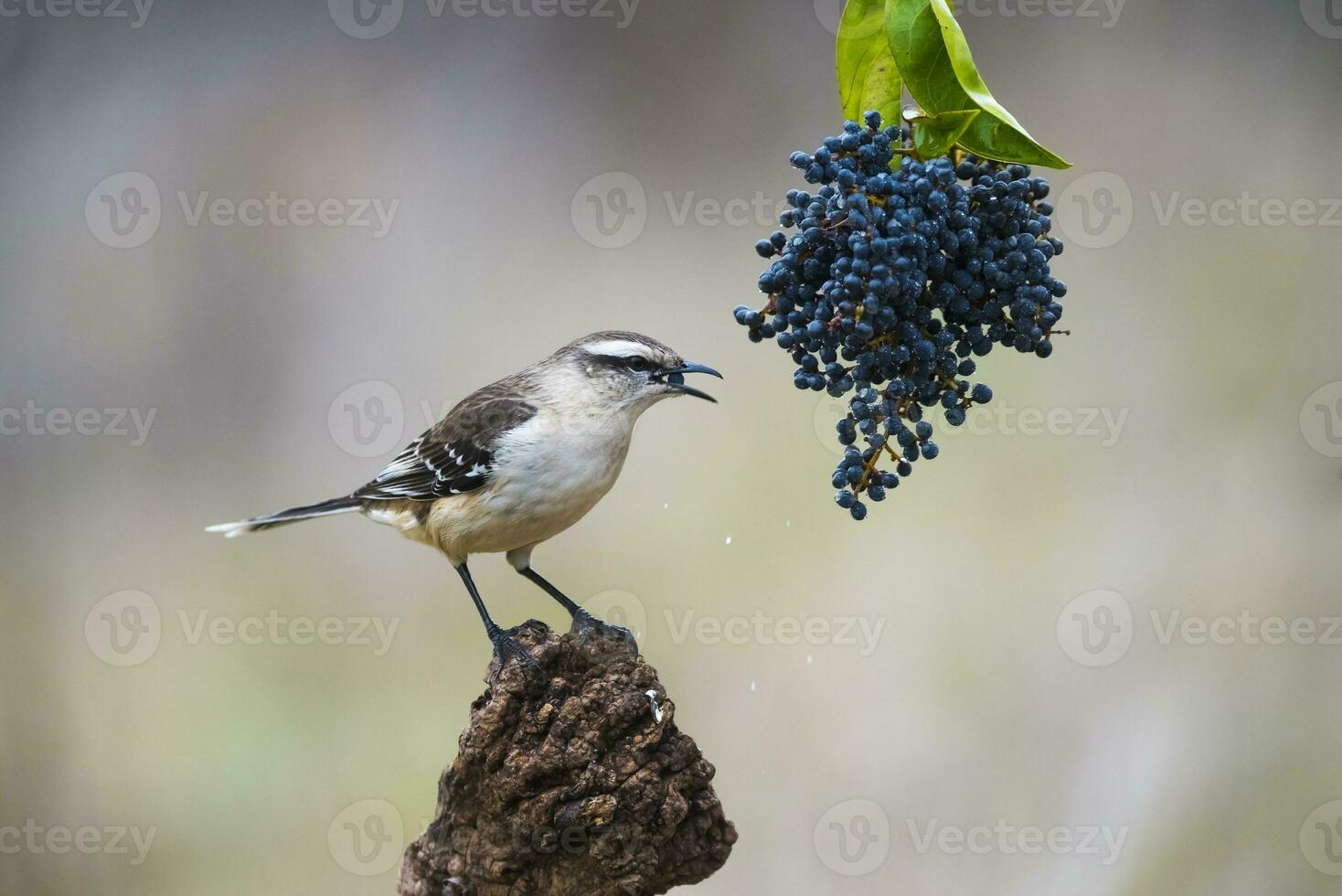 White banded Mockingbird, Patagonia, Argentina photo