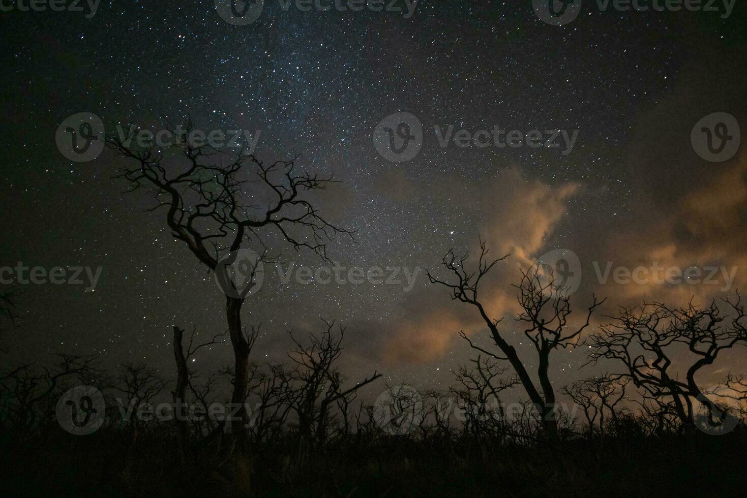 ardiente arboles fotografiado a noche con un estrellado cielo, la pampa provincia, Patagonia , argentina. foto