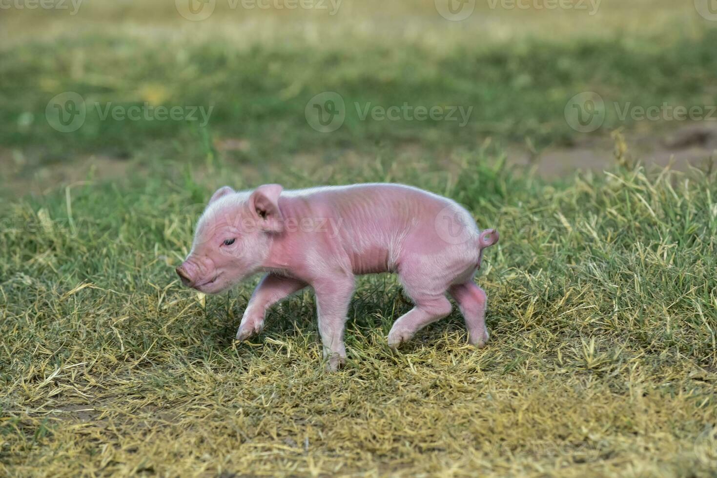cerdito recién nacido bebé, en granja paisaje. foto
