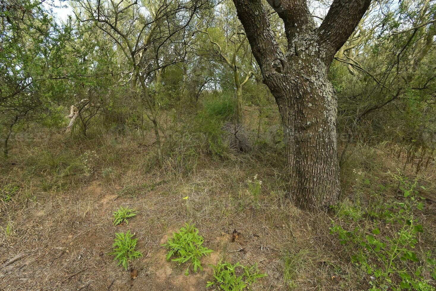 Calden forest landscape, Geoffraea decorticans plants, La Pampa province, Patagonia, Argentina. photo