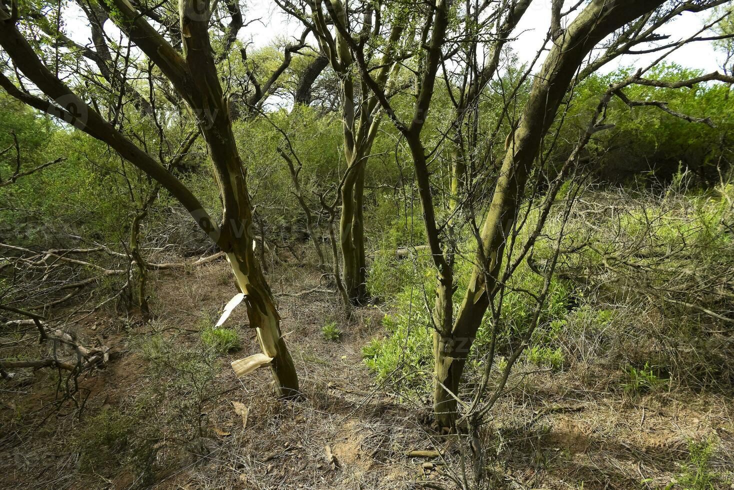 Calden forest landscape, Geoffraea decorticans plants, La Pampa province, Patagonia, Argentina. photo