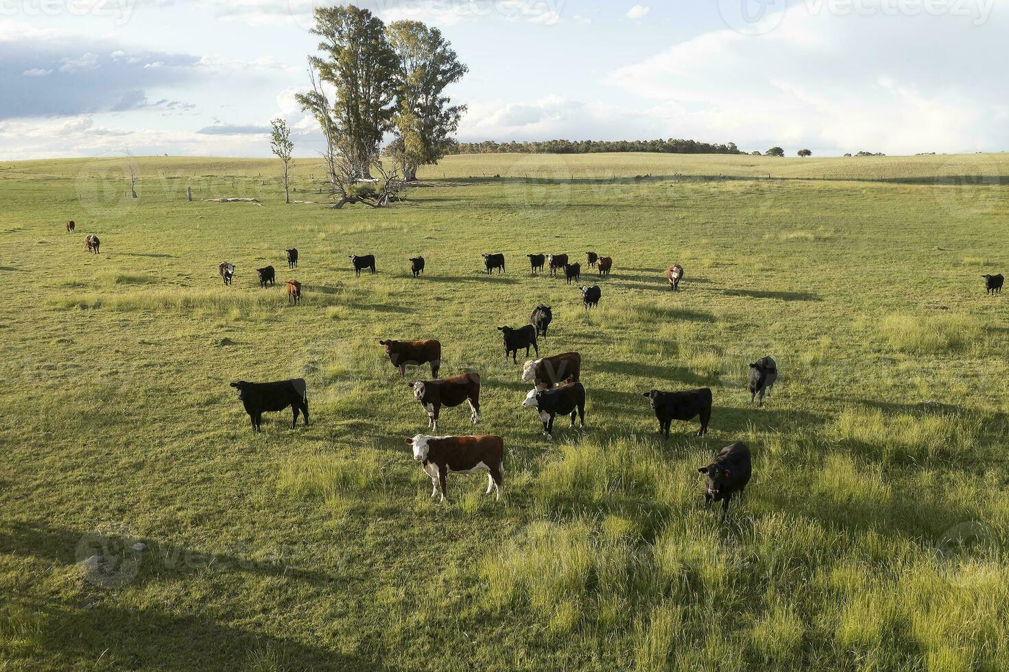 Aerial view of a troop of steers for export, cattle raised with natural pastures in the Argentine countryside. photo