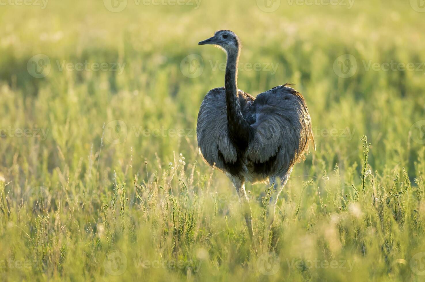 an emu is walking in a field photo