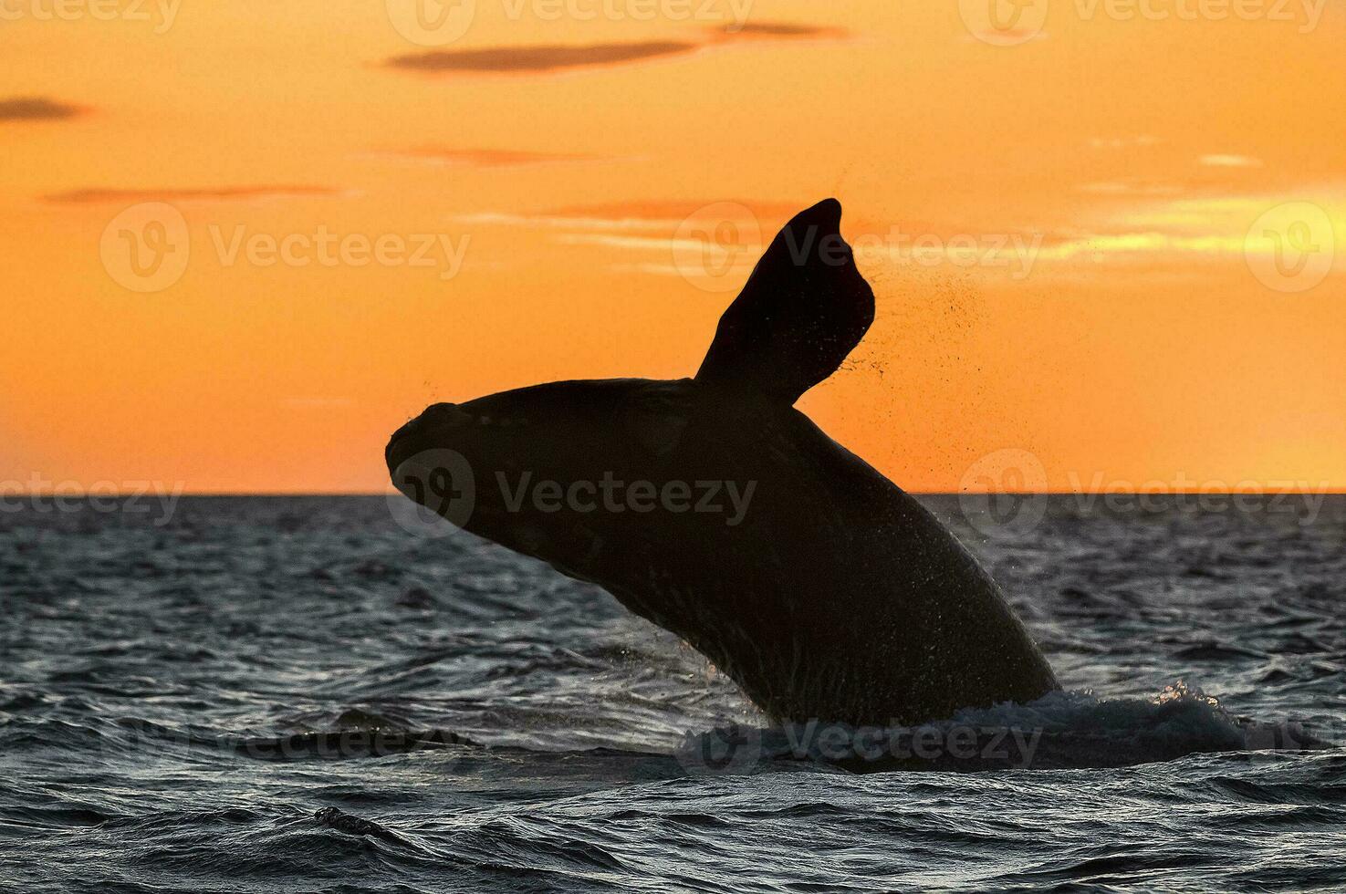 a whale in the water photo