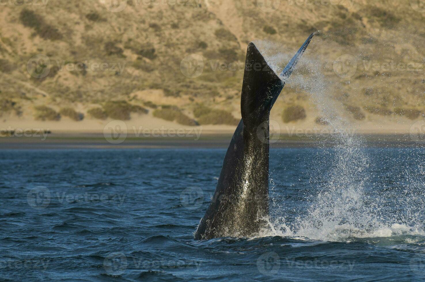 un ballena en el agua foto