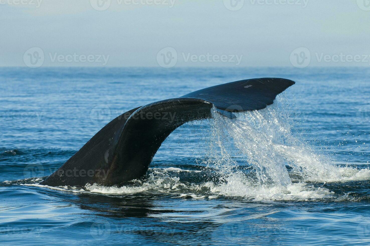a whale in the water photo