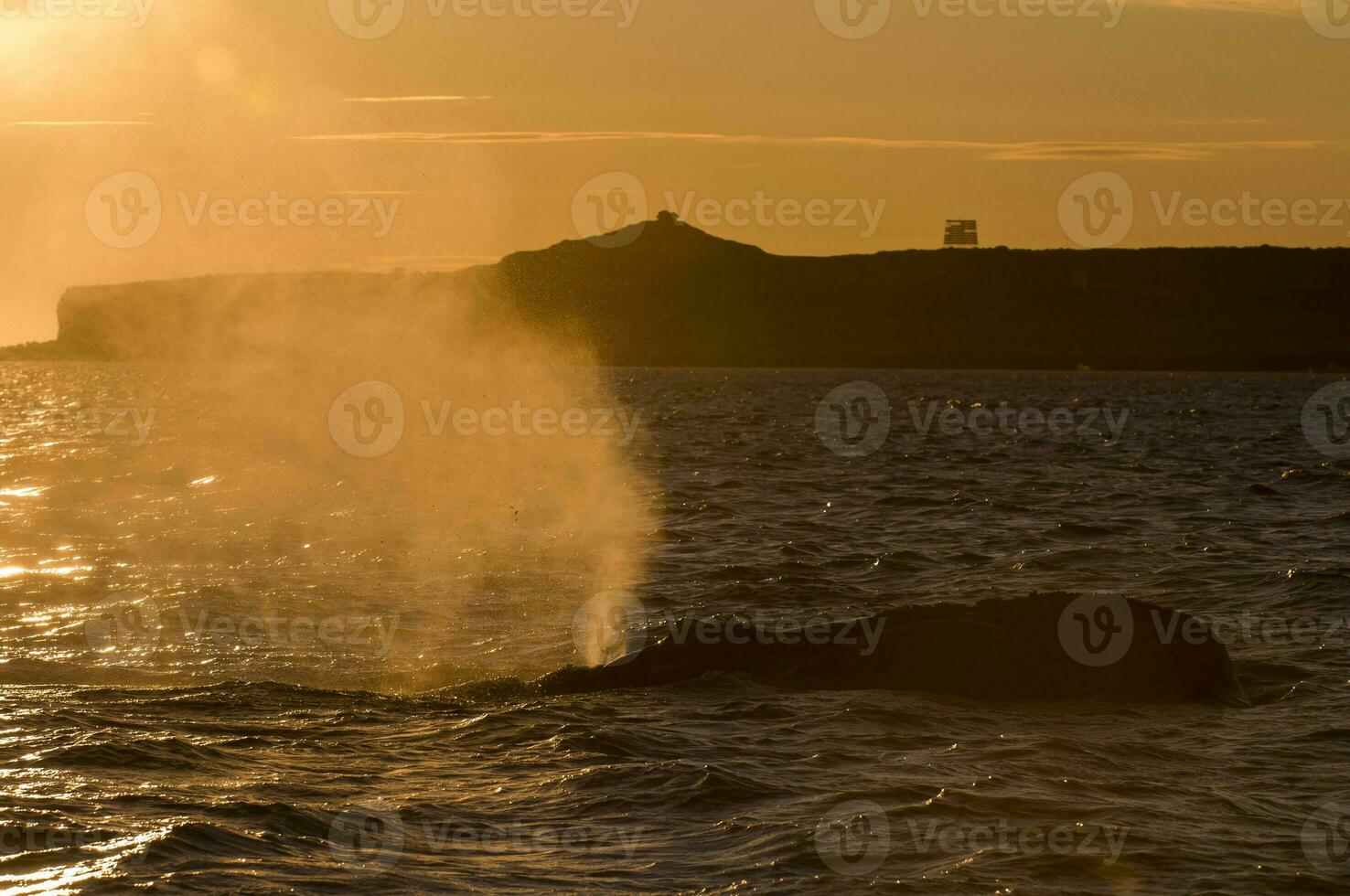 a whale in the water photo