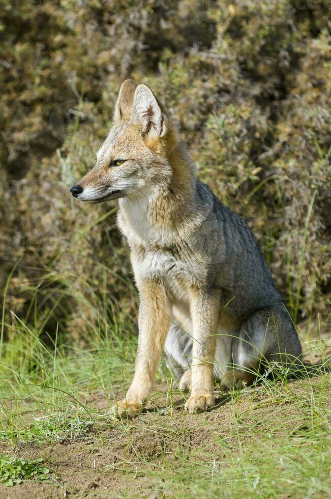 a gray fox in the grass photo