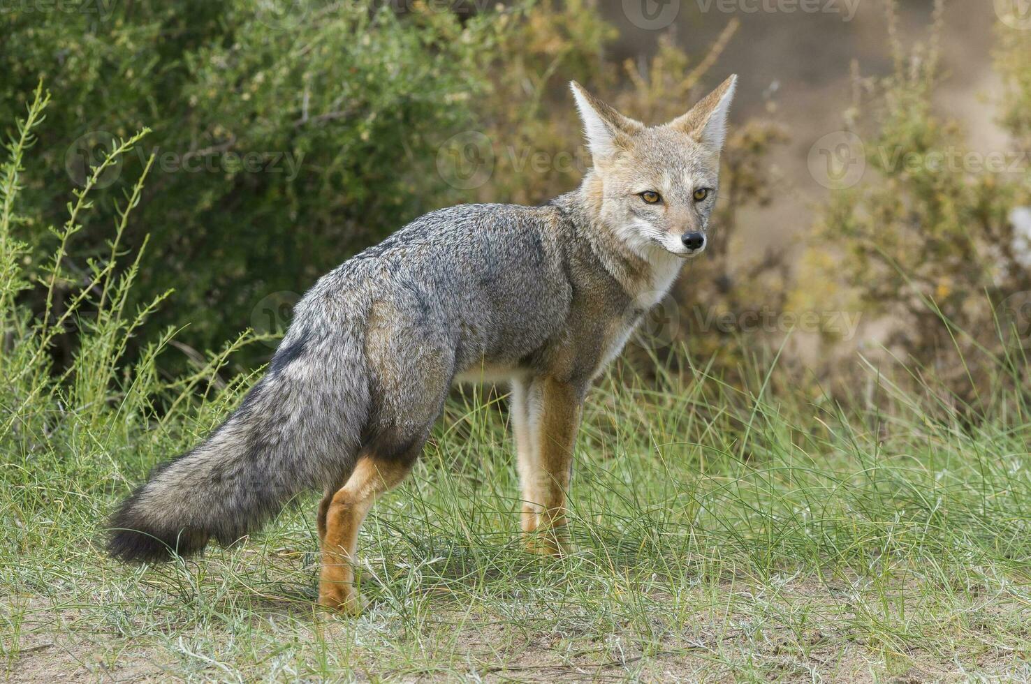 a gray fox in the grass photo