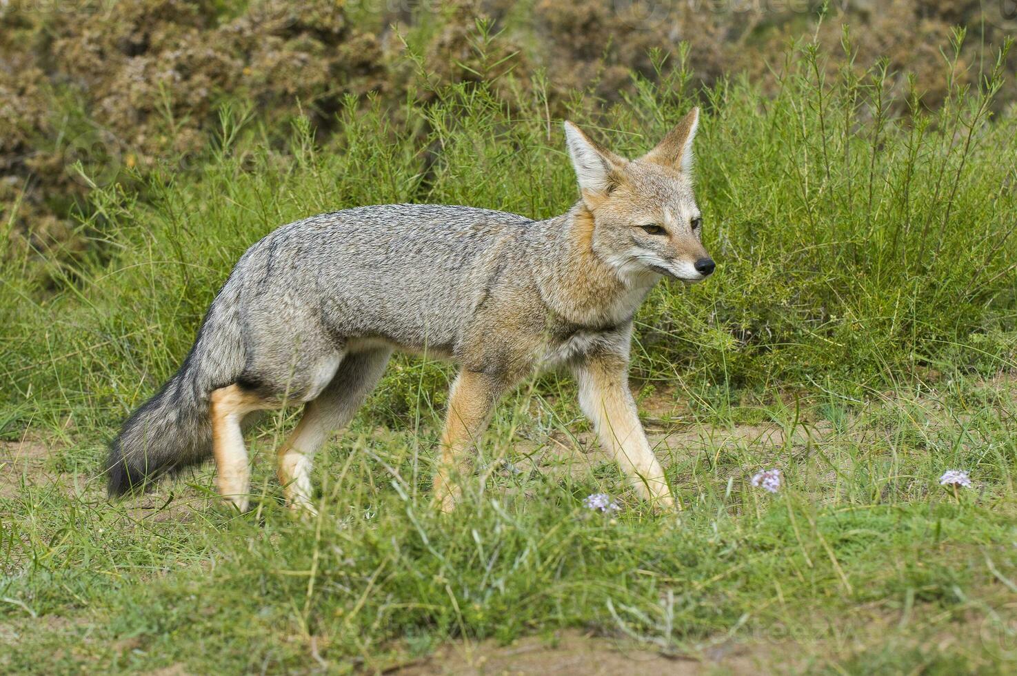 un gris zorro en el césped foto