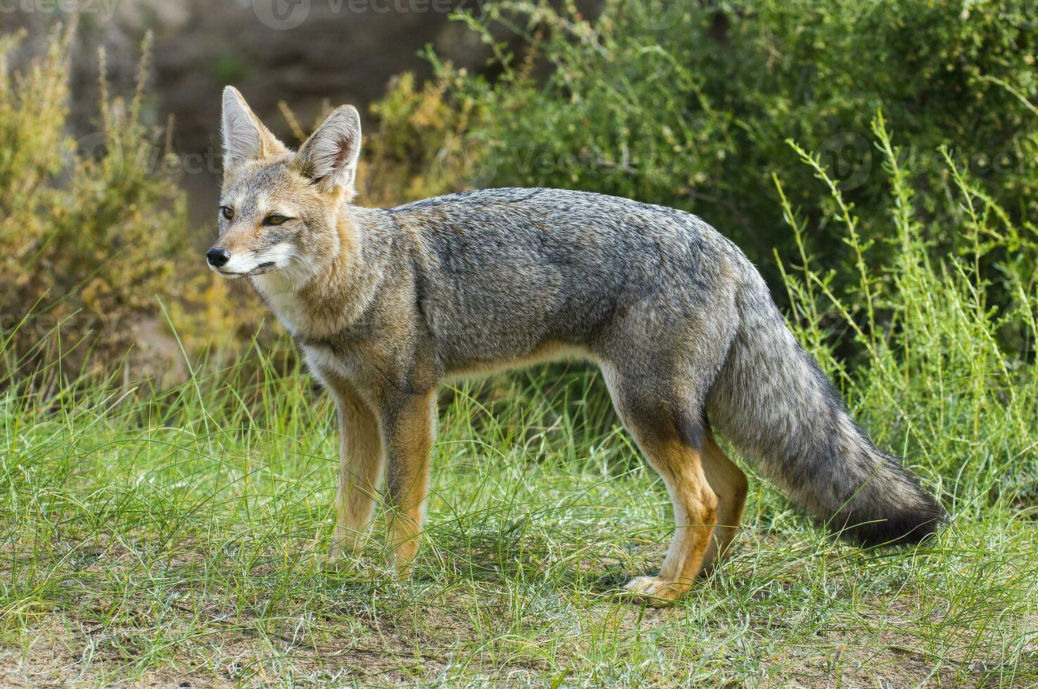 a gray fox in the grass photo